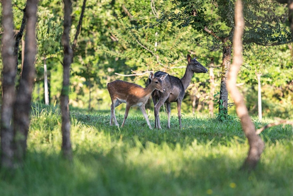 Domaine de Pech et Lafon - Cabane Spa Daims - Love’nSpa - weekend en amoureux, love rooms avec spa ou jacuzzi privatif8 de Domaine de Pech et Lafon - Cabane Spa Daims
