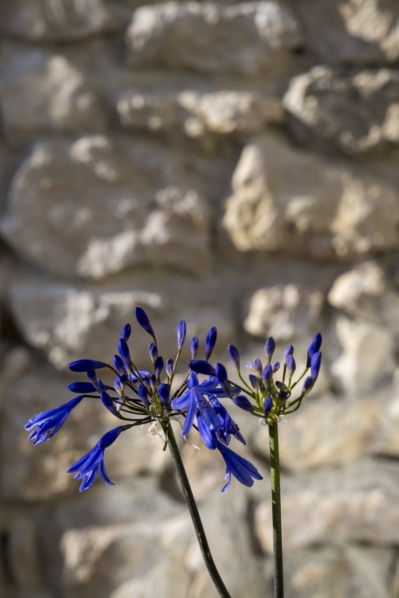 La Dépendance de Victoria Rose - Love’nSpa - weekend en amoureux, love rooms avec spa ou jacuzzi privatif7 de La Dépendance de Victoria Rose
