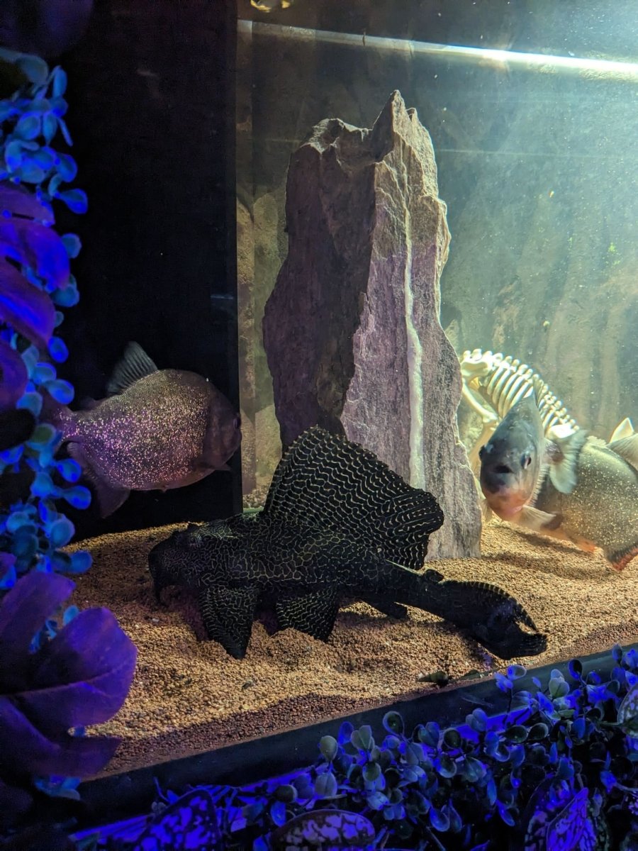 SPAssionnement à l'Exotique - Love’nSpa - weekend en amoureux, love rooms avec spa ou jacuzzi privatif19 de SPAssionnement à l'Exotique
