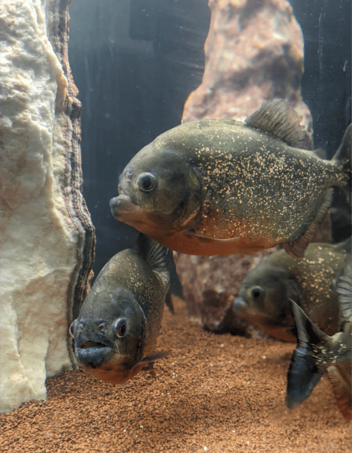 SPAssionnement à l'Exotique - Love’nSpa - weekend en amoureux, love rooms avec spa ou jacuzzi privatif21 de SPAssionnement à l'Exotique
