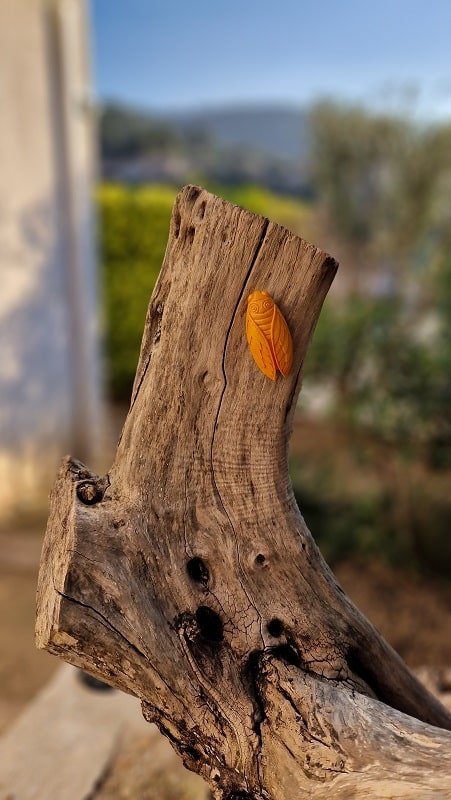 Chambre Cigale - Love’nSpa - weekend en amoureux, love rooms avec spa ou jacuzzi privatif10 de L'échappée des plaisirs - Chambre Cigale
